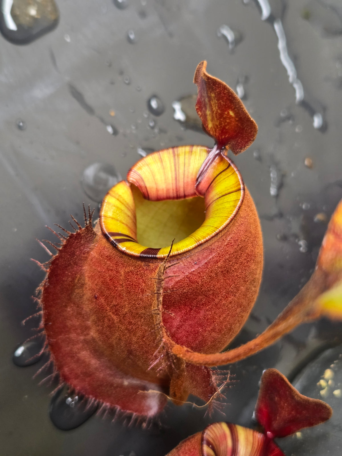 Nepenthes viking x ampullaria 'Black Miracle' - Medium