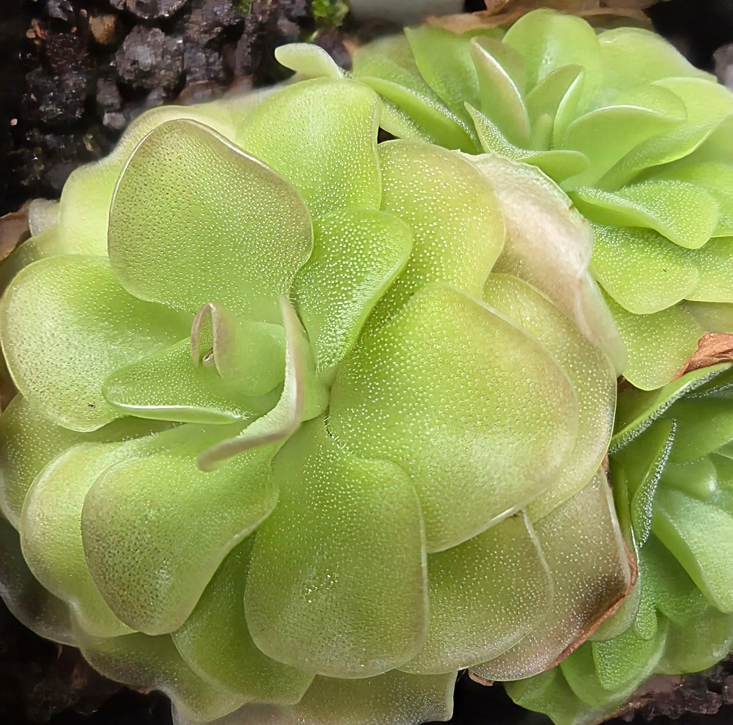 Pinguicula 'Sethos'