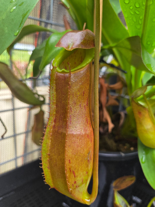 Nepenthes adrianii x sumatrana