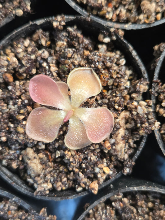 Pinguicula moranensis 'Kirkbright' (Small)
