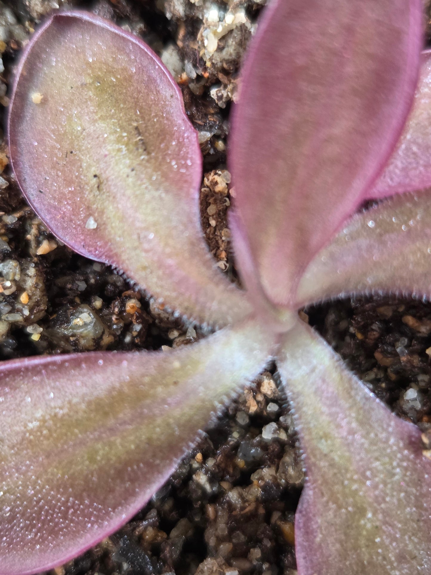 Pinguicula moranensis 'Sierra Mazatecus' (Small)