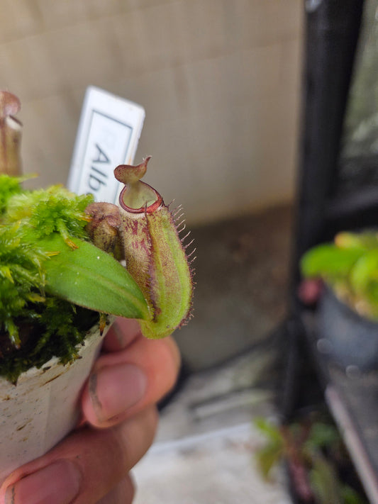 Nepenthes albomarginata