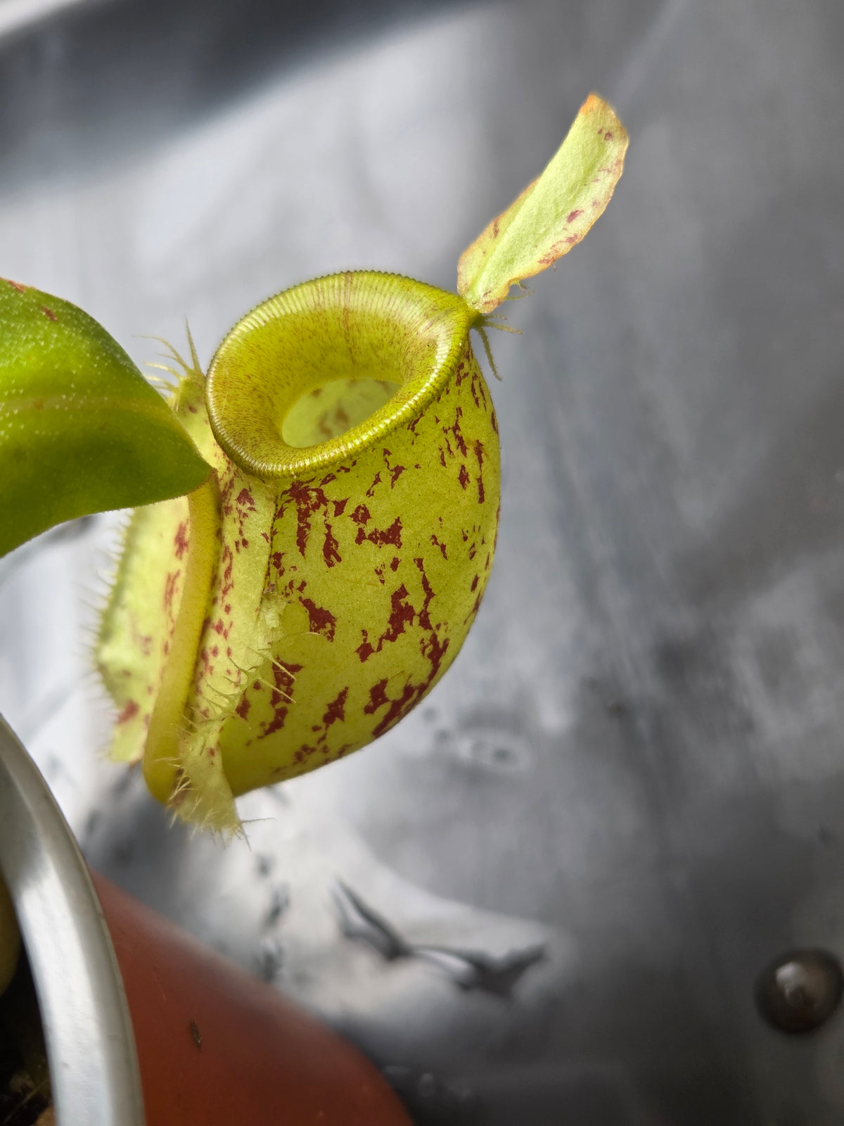Nepenthes ampullaria "Jabore"
