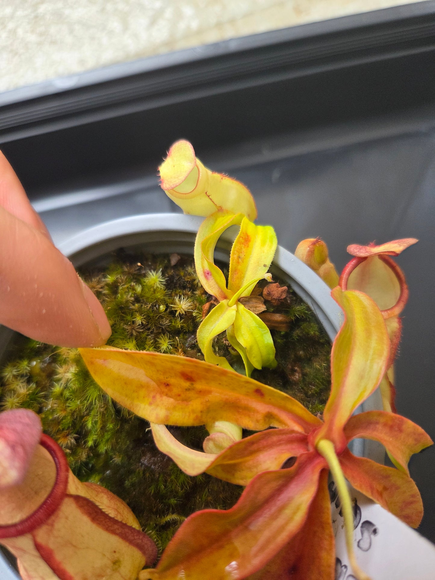 Nepenthes mirabilis "Squat"