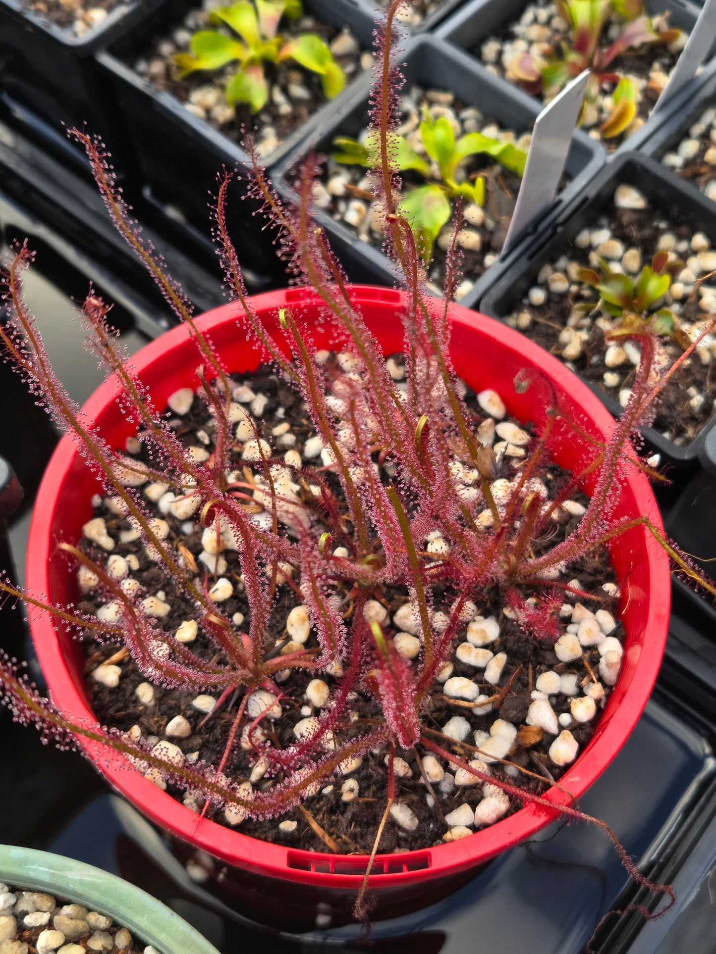 Drosera filiformis 'Red'