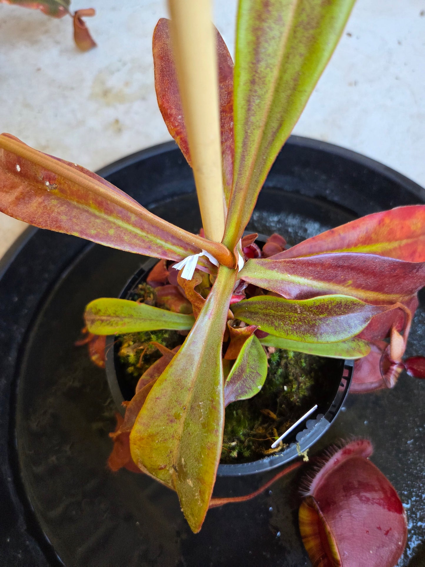 Nepenthes viking x ampullaria 'Black Miracle'
