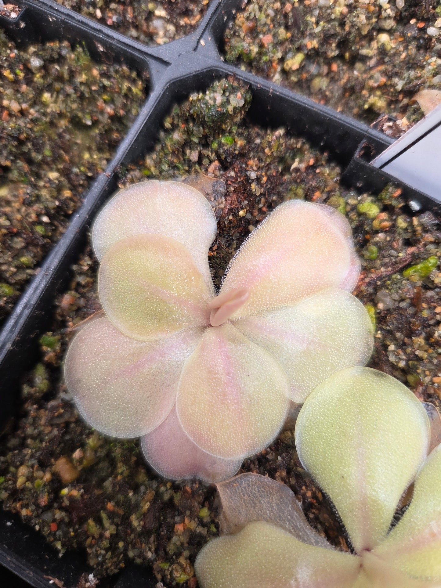 Pinguicula 'Fraser's Beaut (Medium)