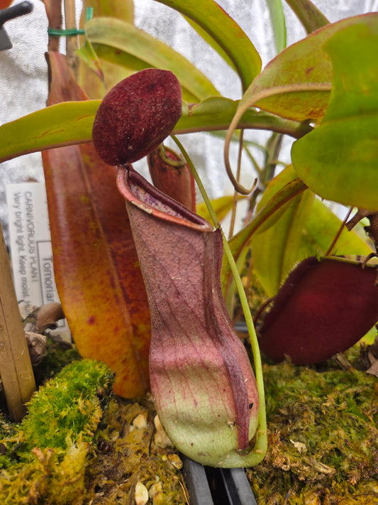 Nepenthes mirabilis