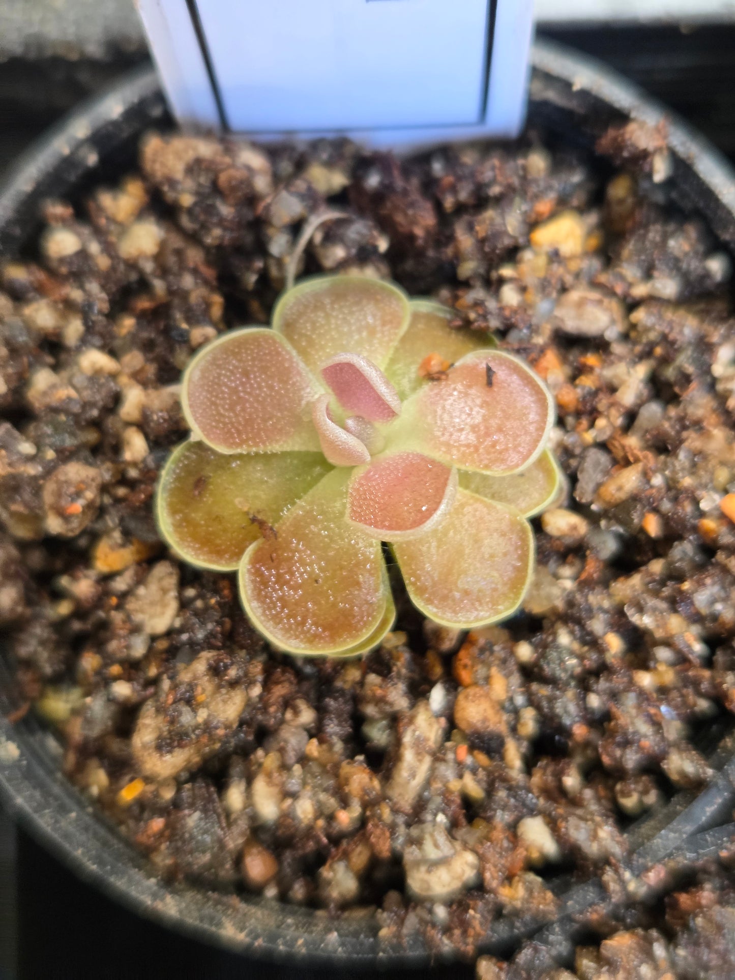 Pinguicula 'Florian' (Medium)