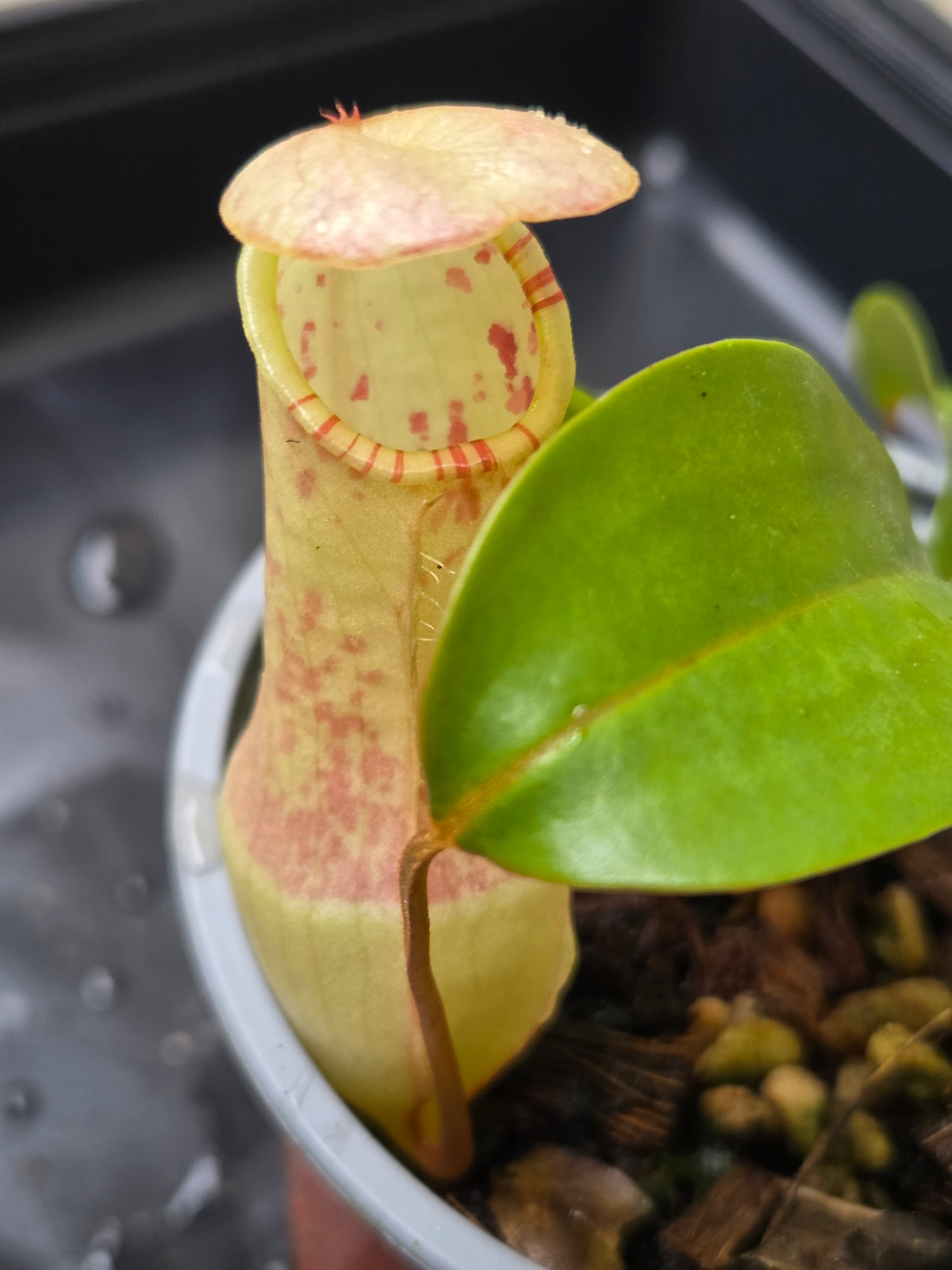 Nepenthes eustachya