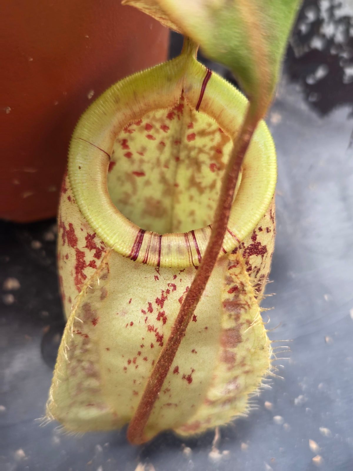 Nepenthes (viking x rafflesiana) x ampullaria (Medium)