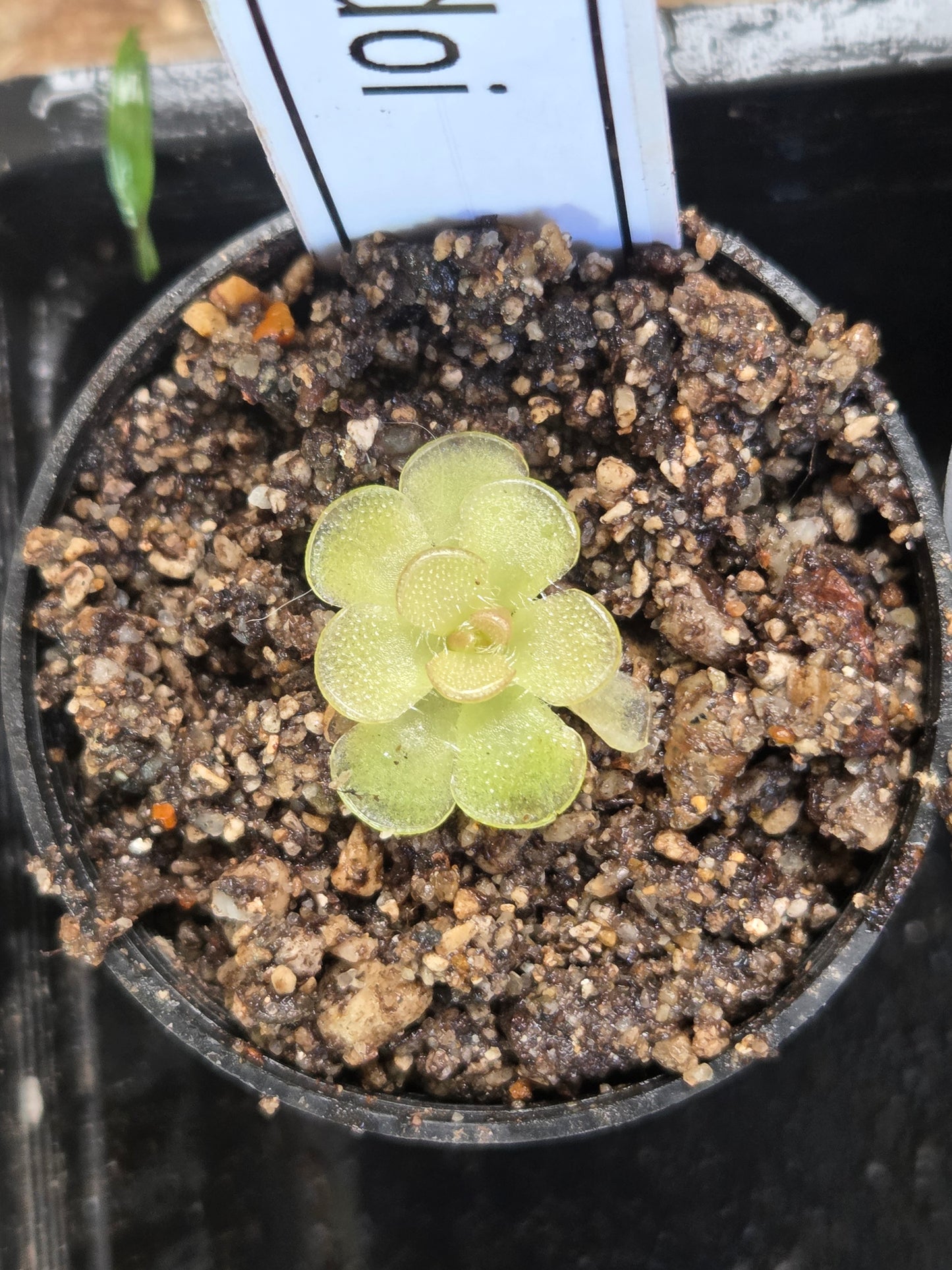 Pinguicula kondoi (Medium)