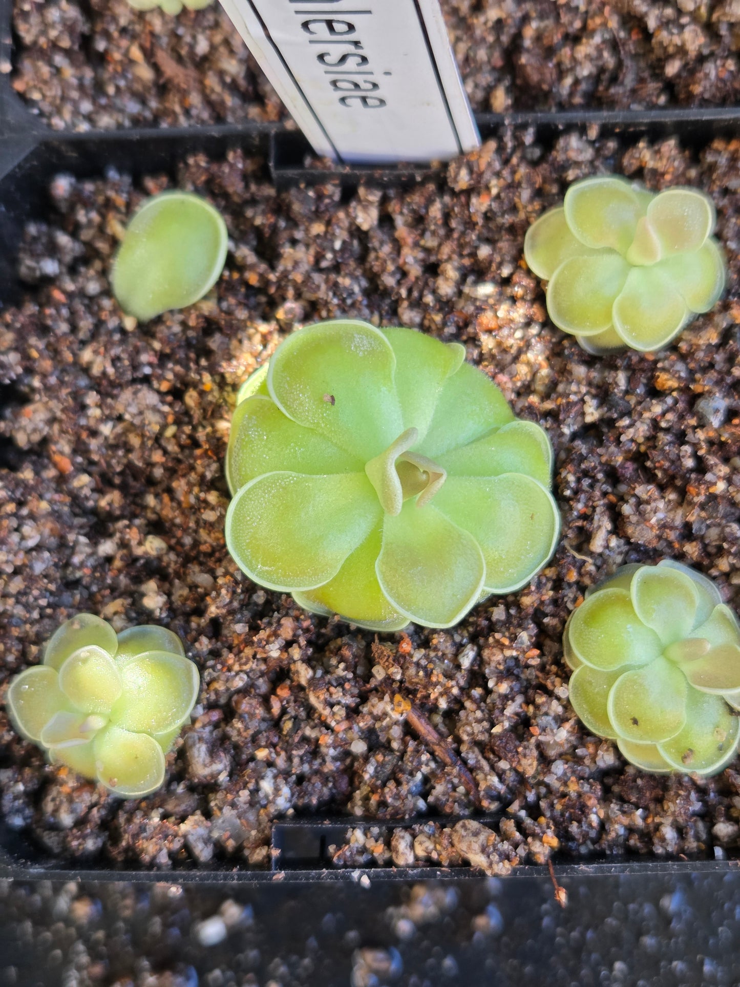 Pinguicula ehlersiae (Small)