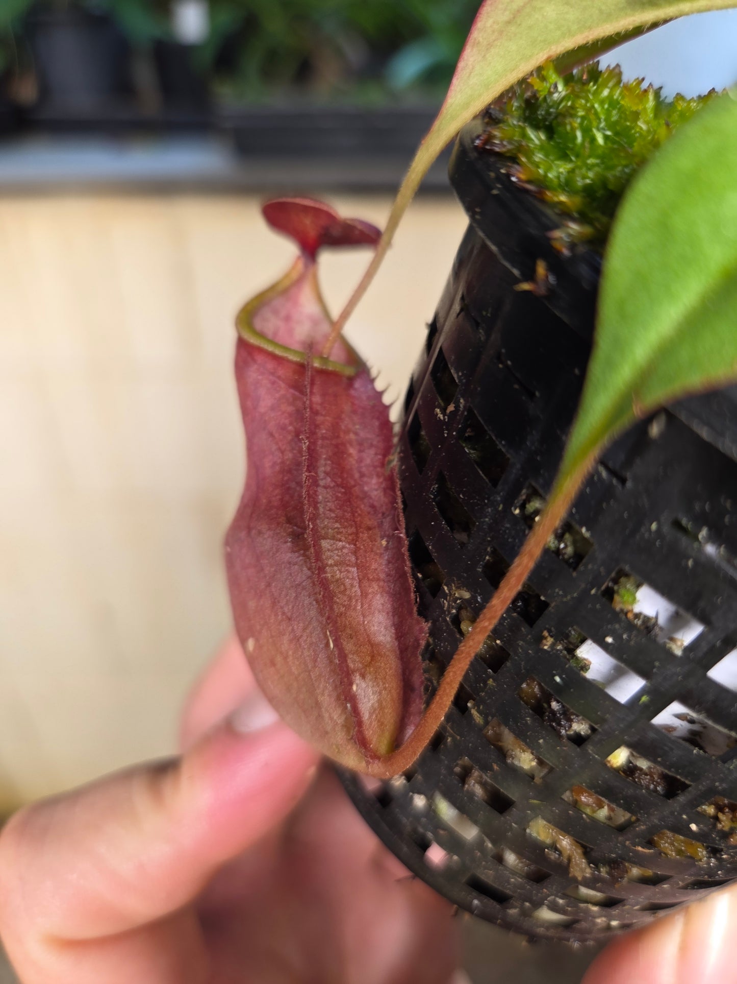 Nepenthes kampotiana