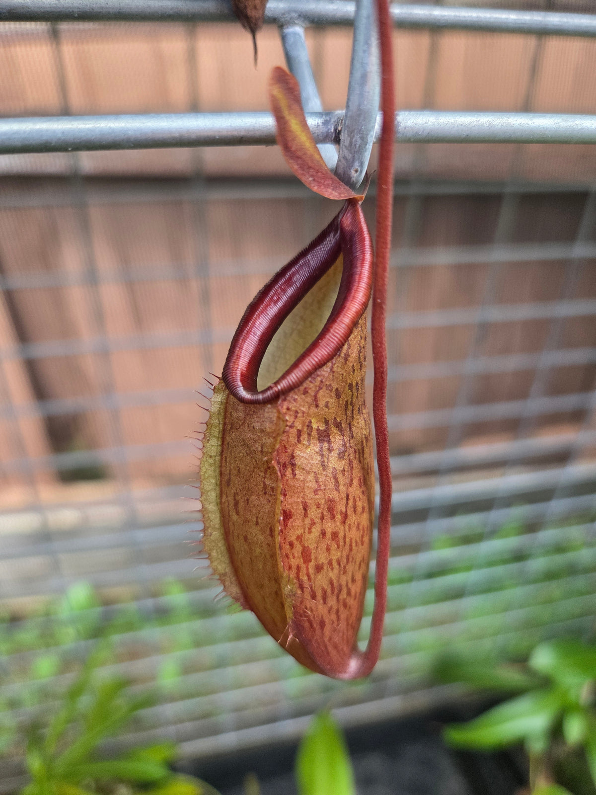 Nepenthes tentaculata x jacquelineae