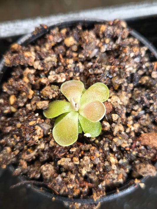 Pinguicula 'Florian' (Small)