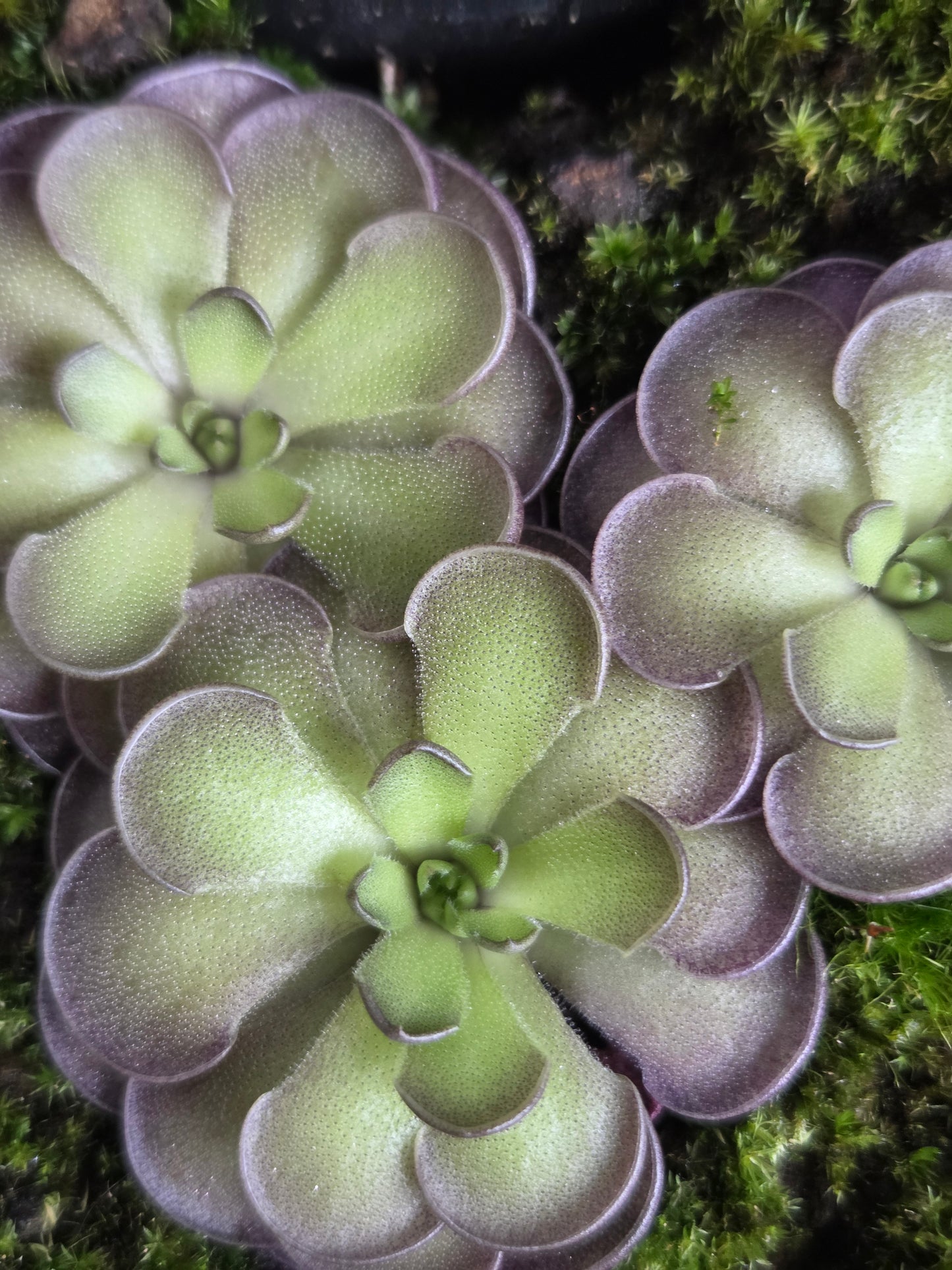 Pinguicula cyclosecta (Large)