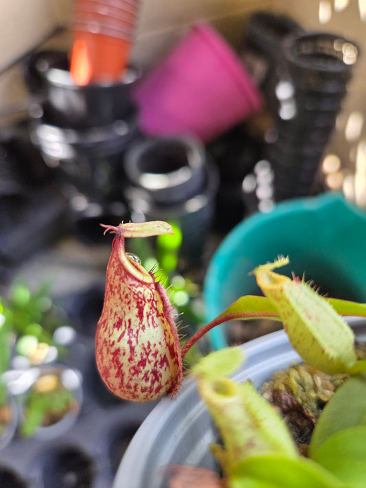 Nepenthes viking x rafflesiana