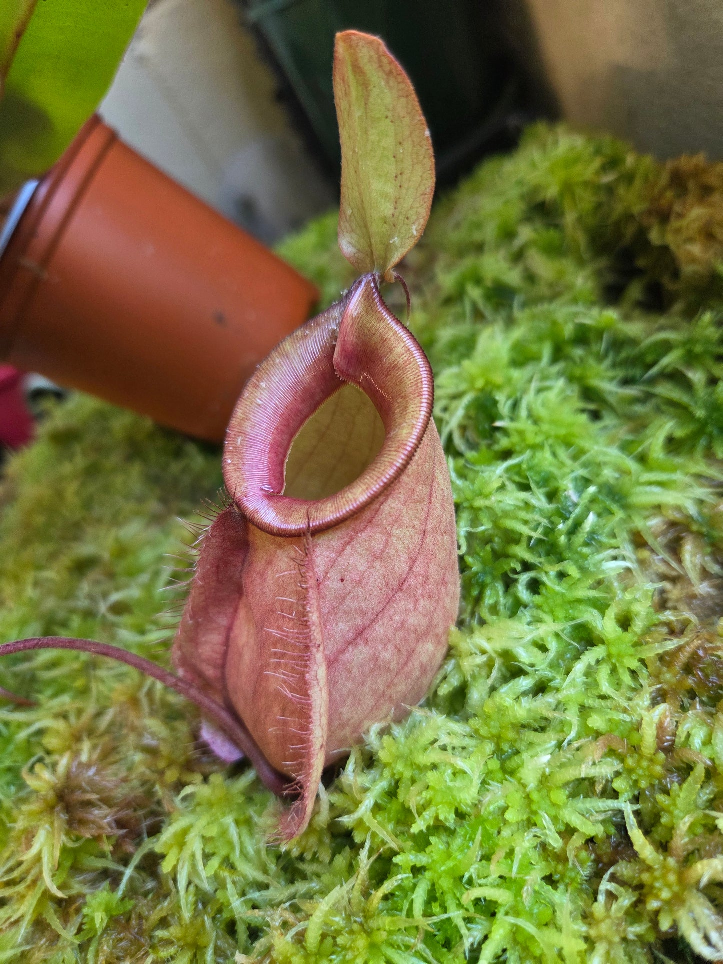 Nepenthes (viking x rafflesiana) x ampullaria (Small)