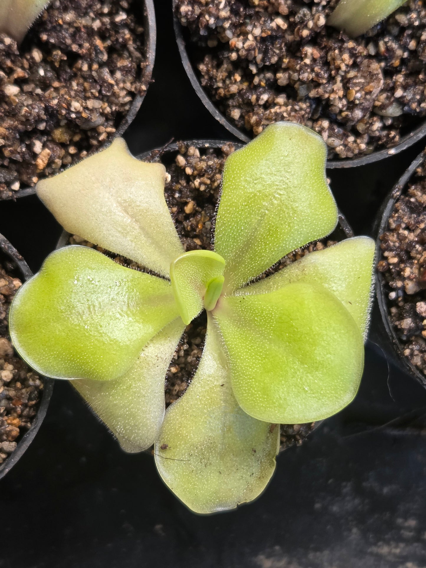 Pinguicula moranensis (Medium)
