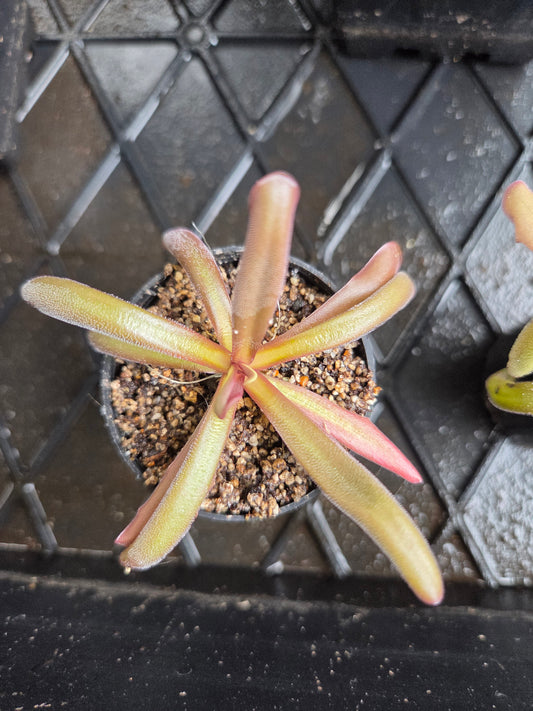 Pinguicula 'Down Under' (Medium)