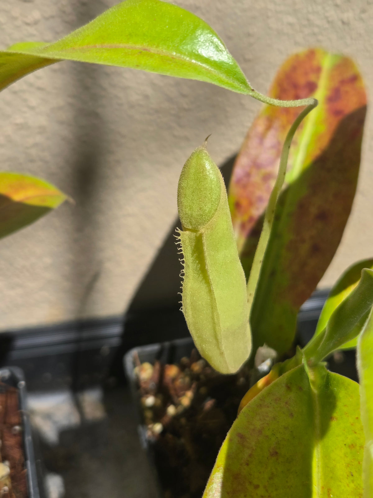 Nepenthes x Wrigleyana