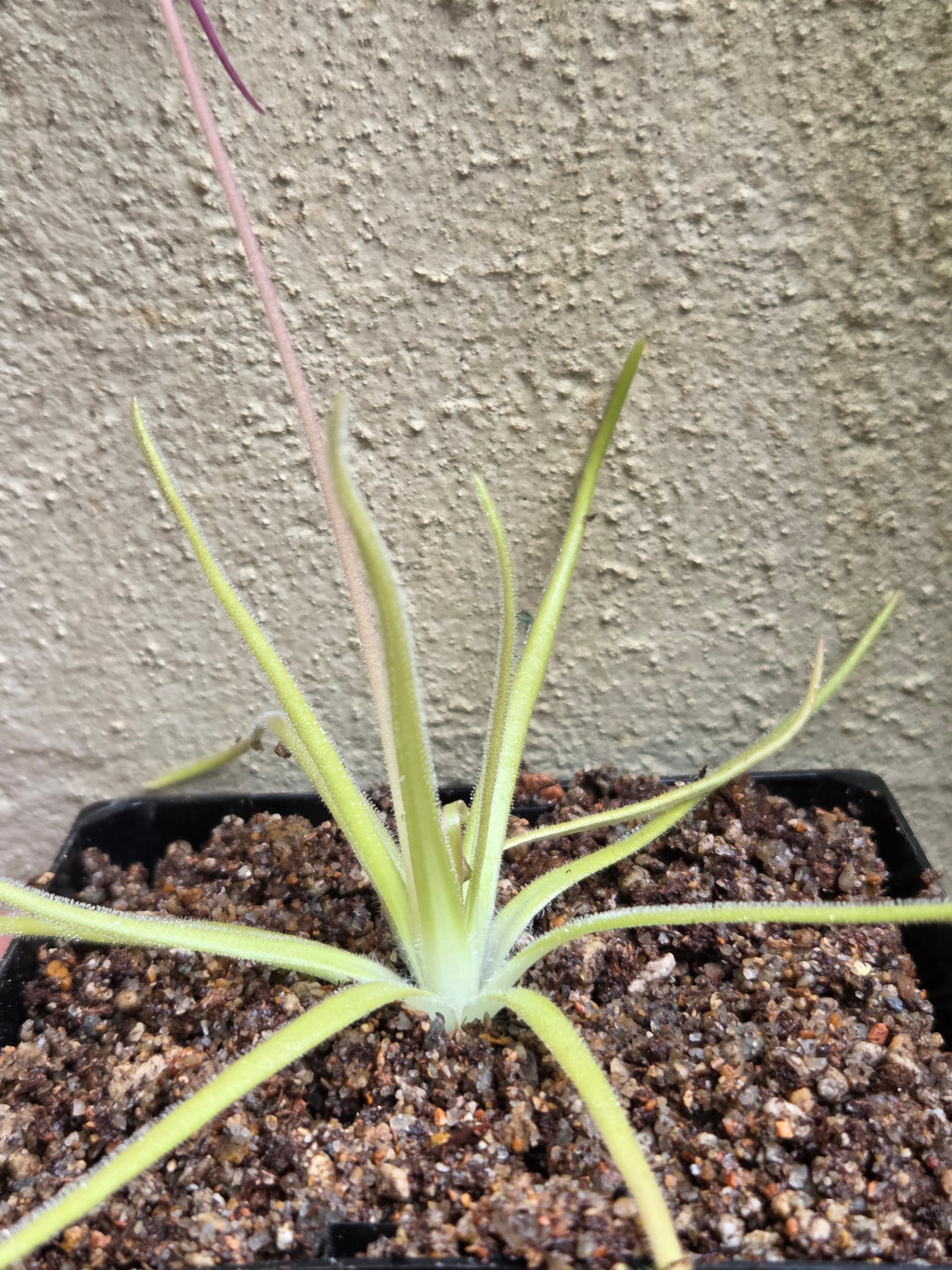 Pinguicula gypsicola x moctezumae (Medium)