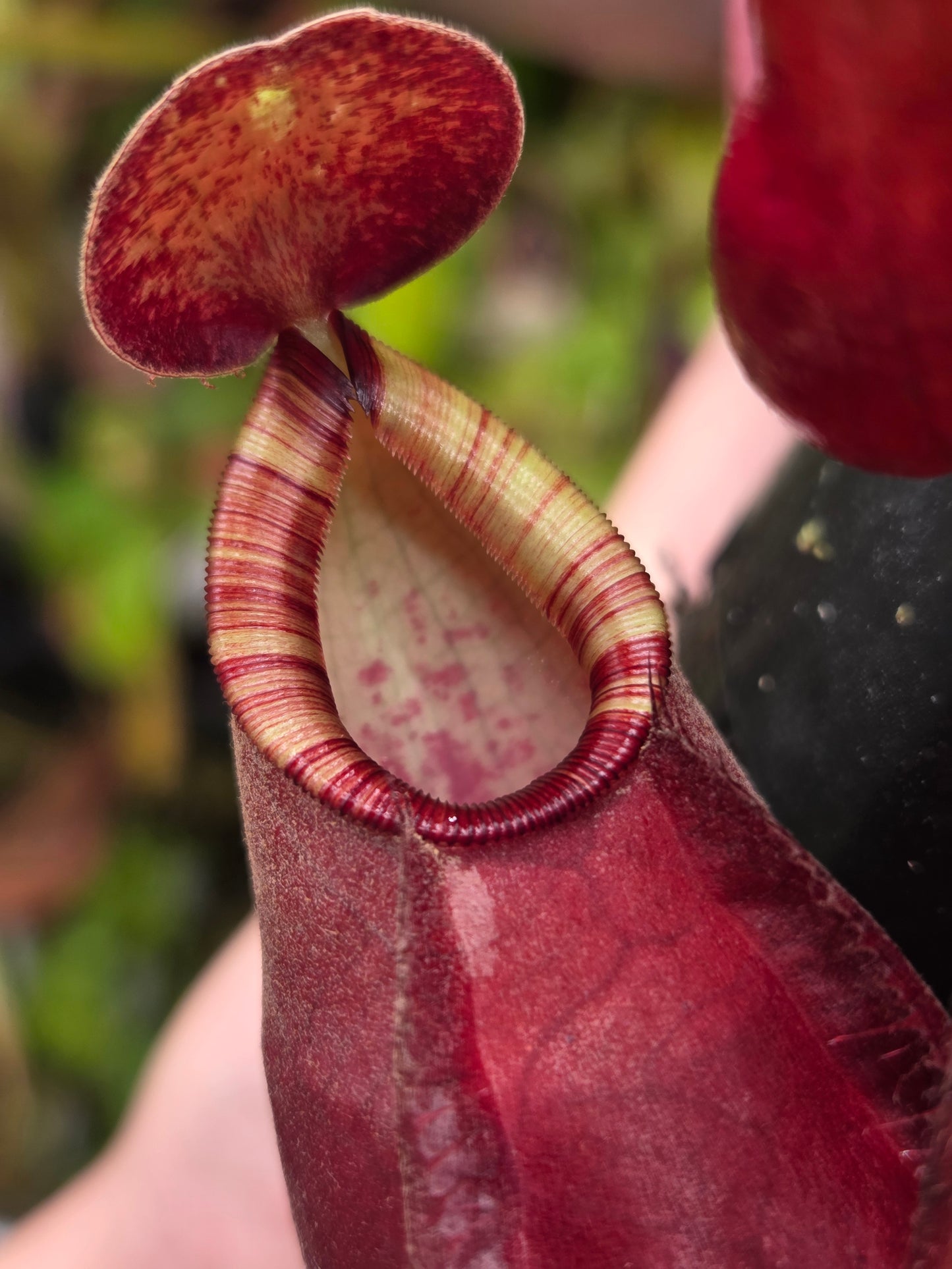 Nepenthes viking x [(viking x amp) x ampullaria 'Black Miracle'] - Medium