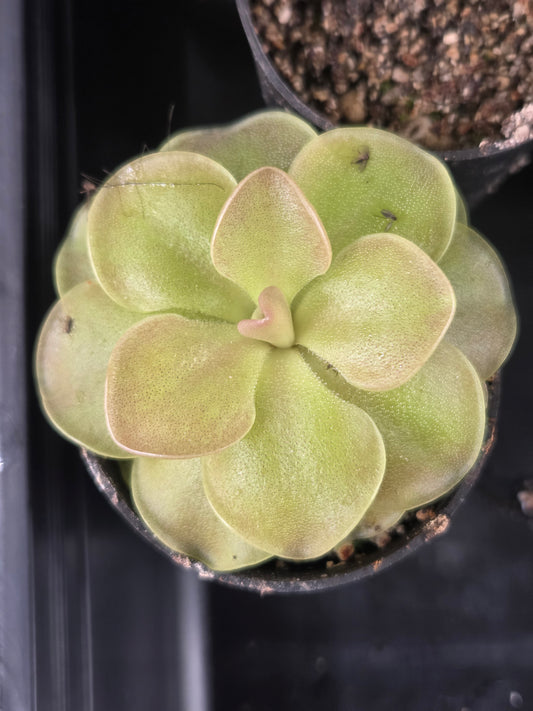 Pinguicula 'Sethos' (Large)