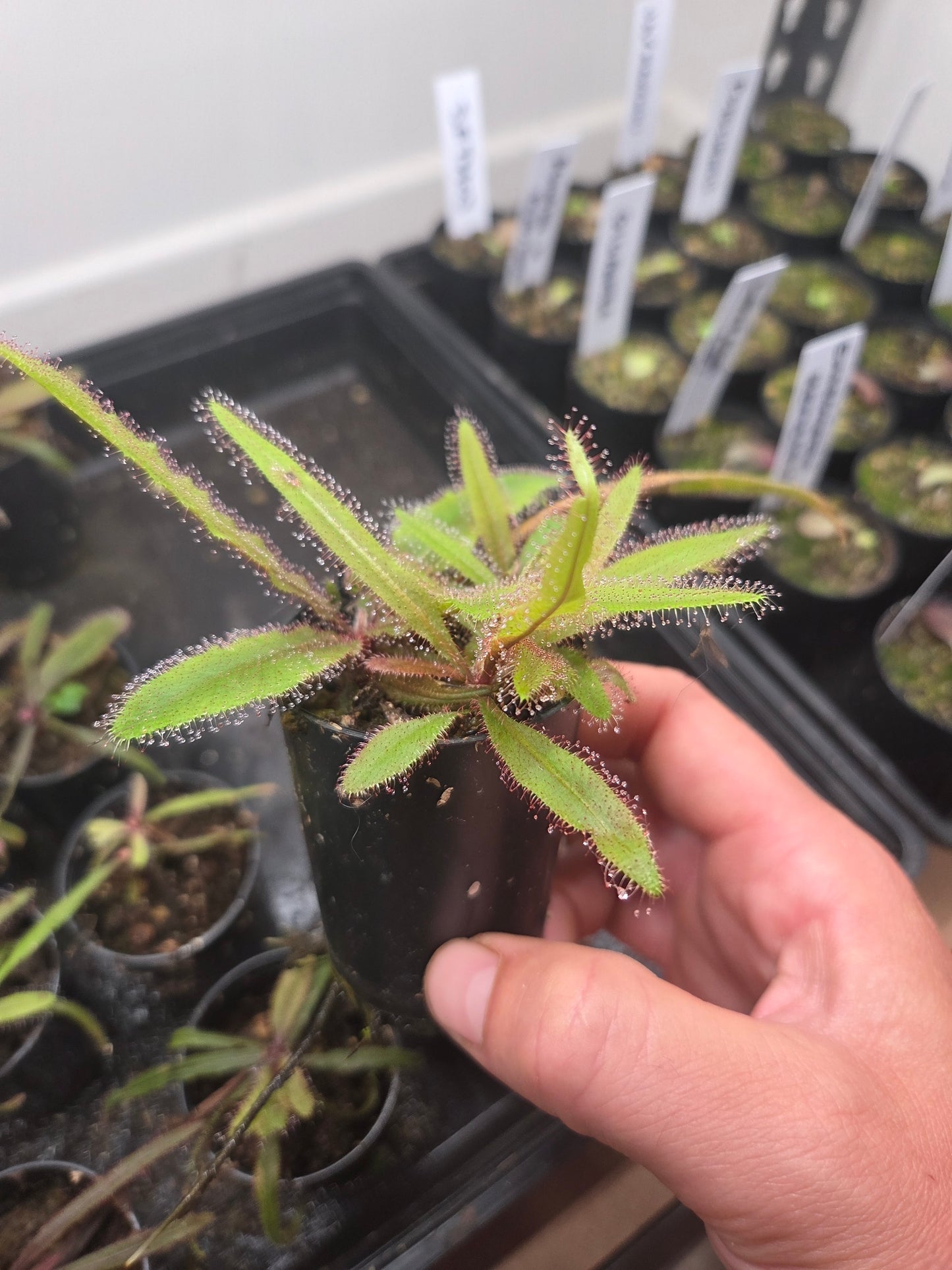 Drosera adelae