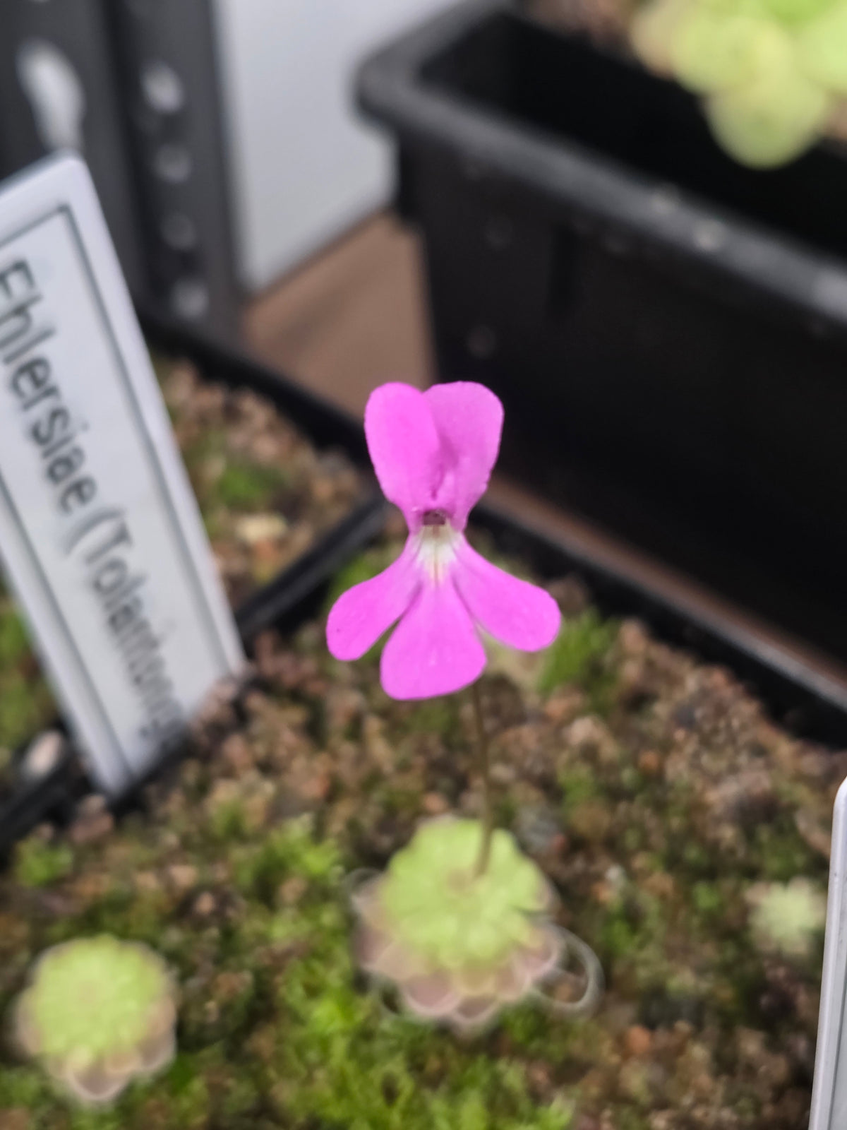 Pinguicula ehlersiae (Tolantongo) (Small)