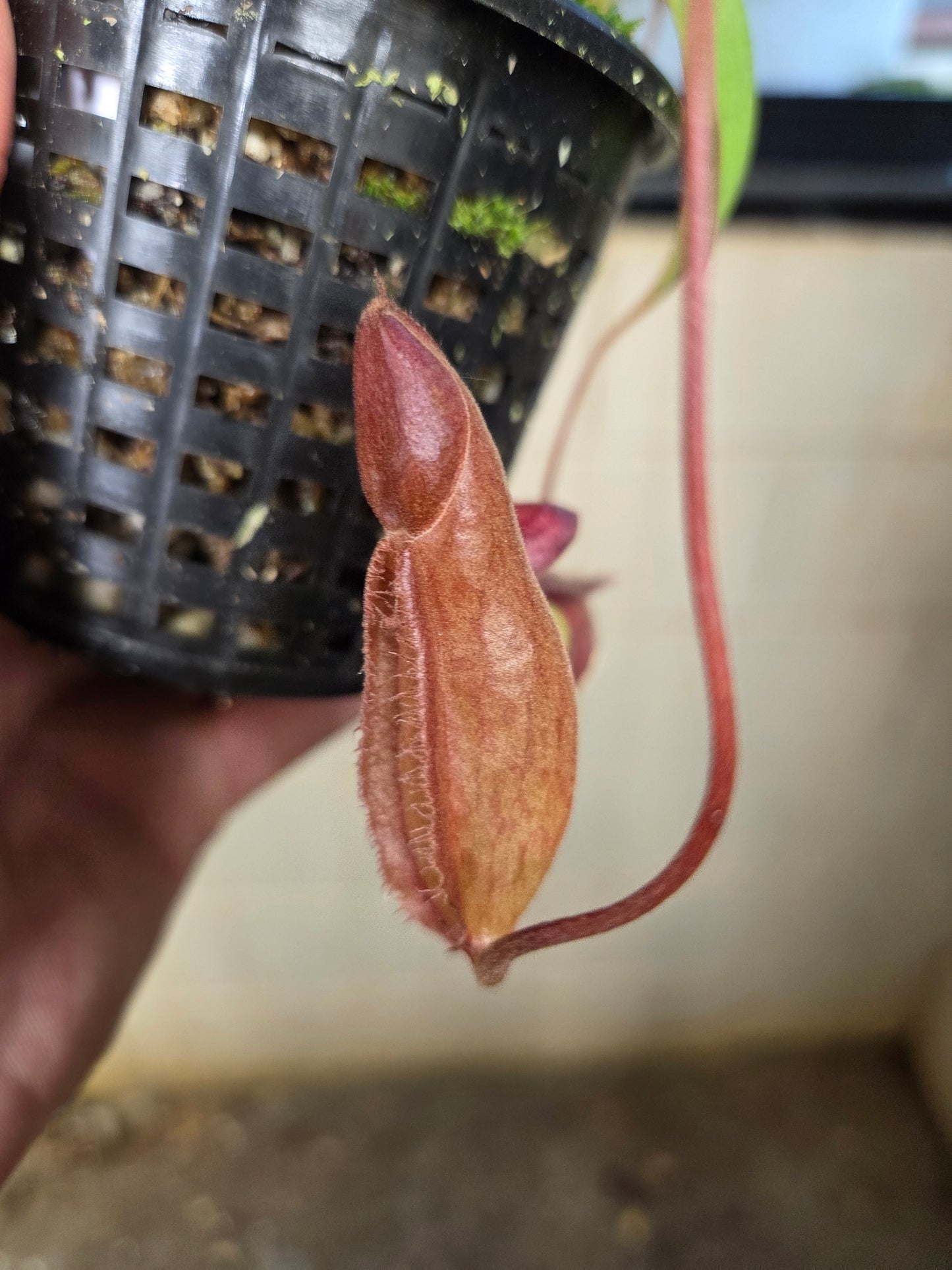 Nepenthes kampotiana