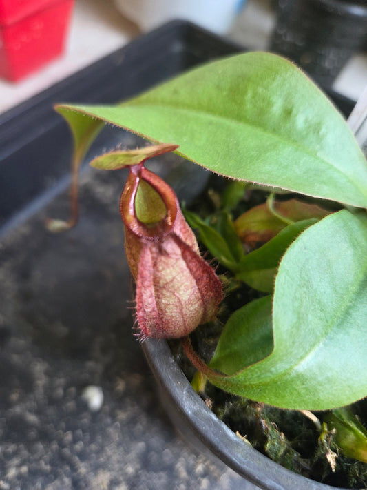 Nepenthes viking x ampullaria BM