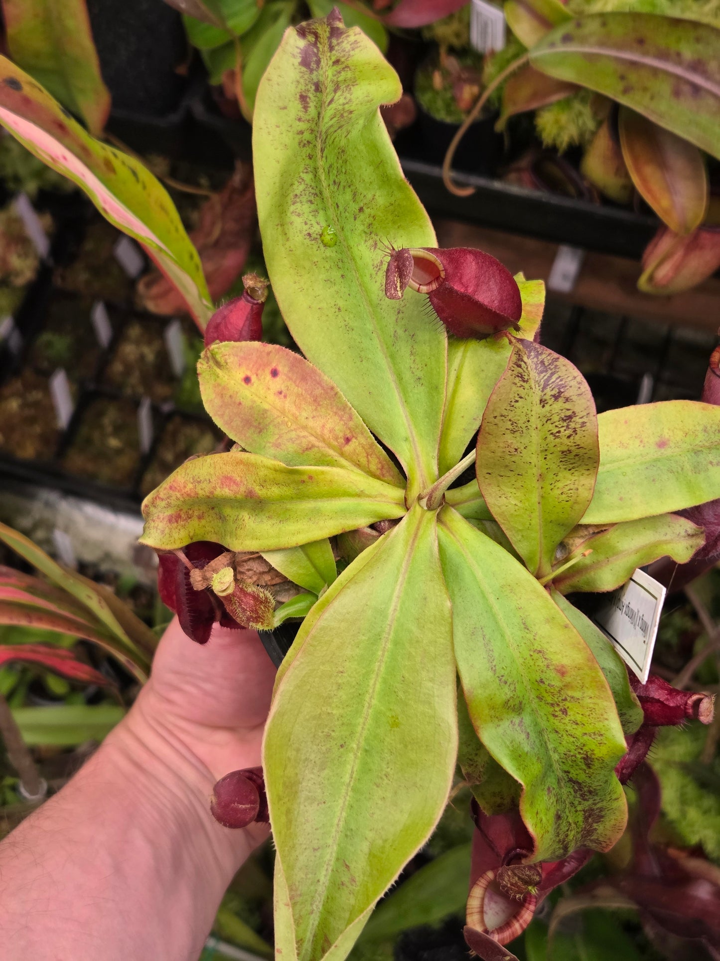 Nepenthes viking x [(viking x amp) x ampullaria 'Black Miracle'] - Medium