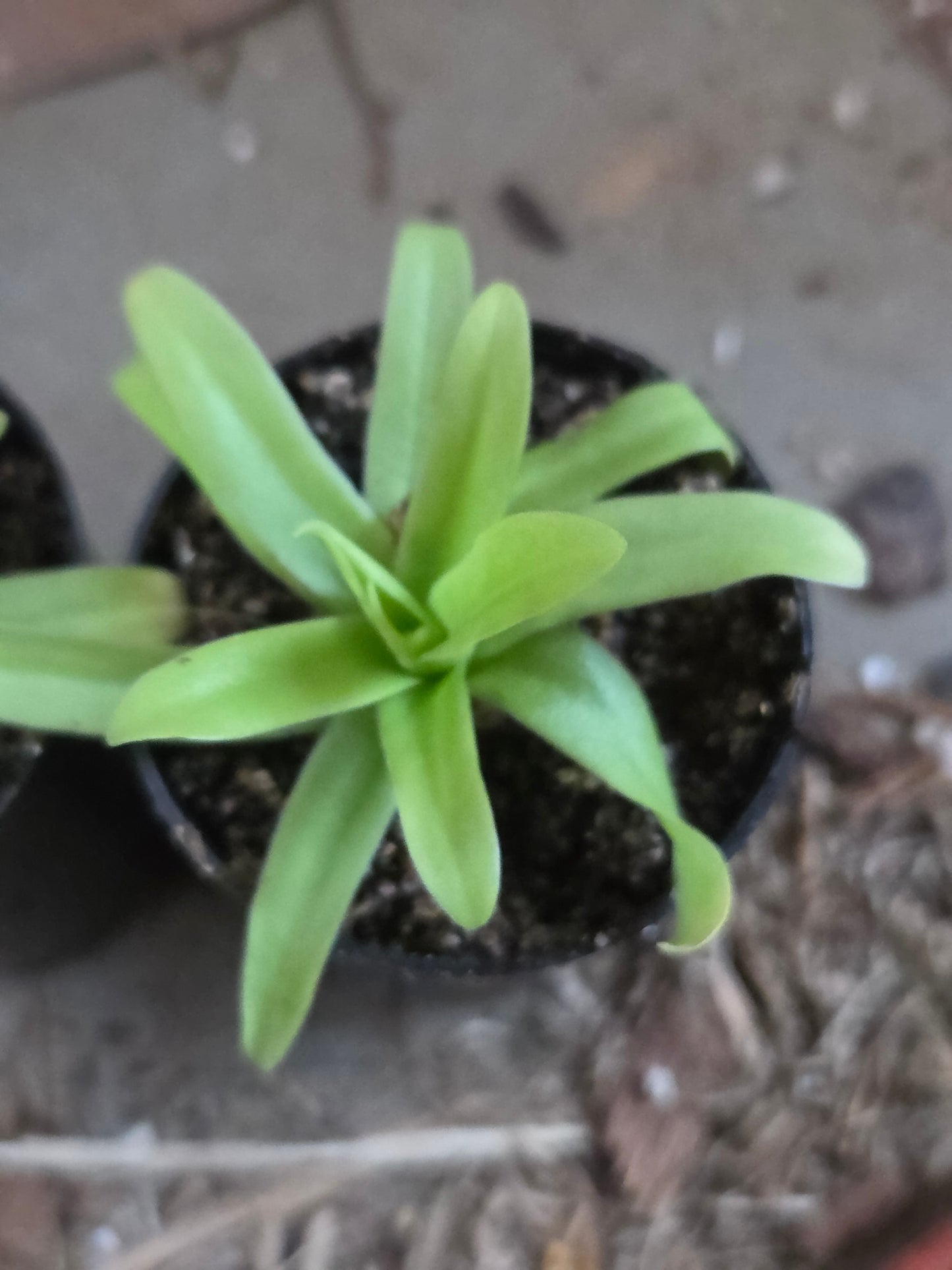 Pinguicula 'Hawkesbury' (Medium)