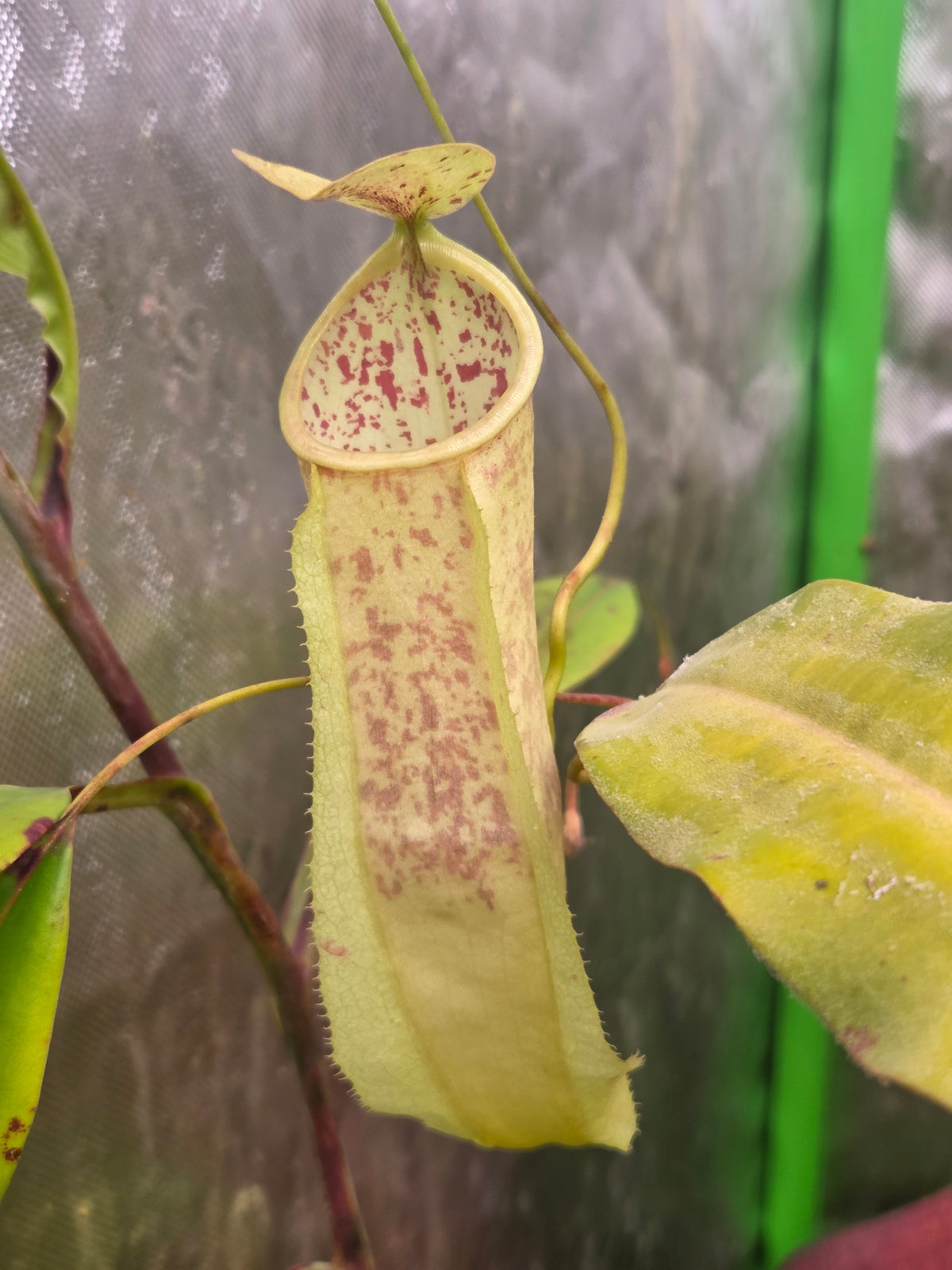 Nepenthes neoguineensis BE - 4539