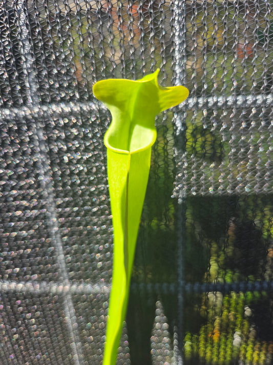 Sarracenia alata
