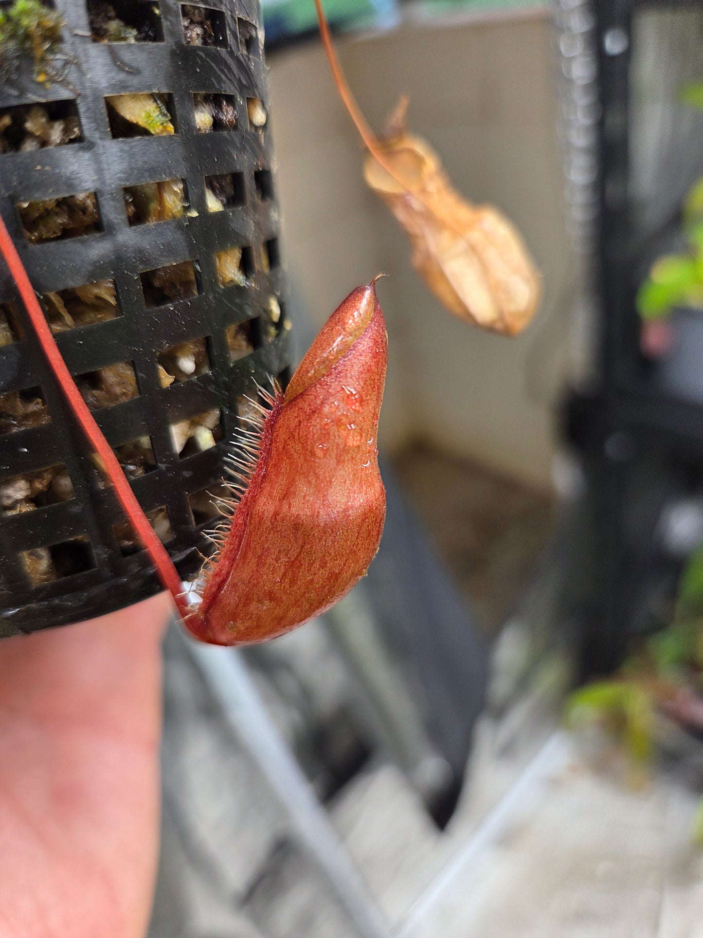 Nepenthes bellii
