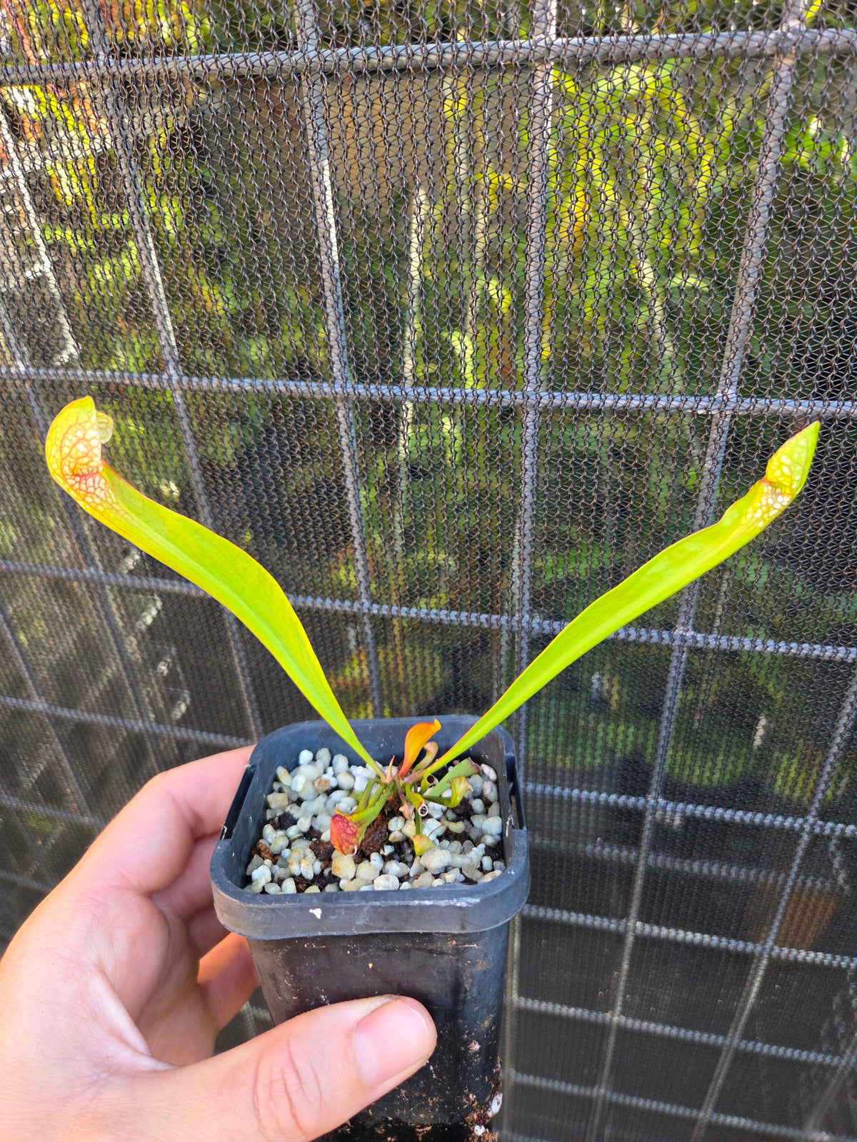 Sarracenia x Wrigleyana