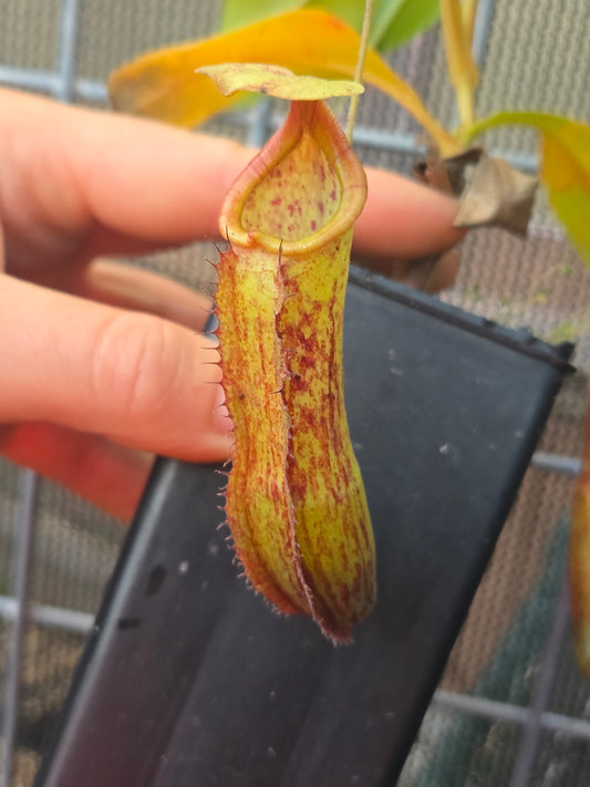 Nepenthes mixta x maxima