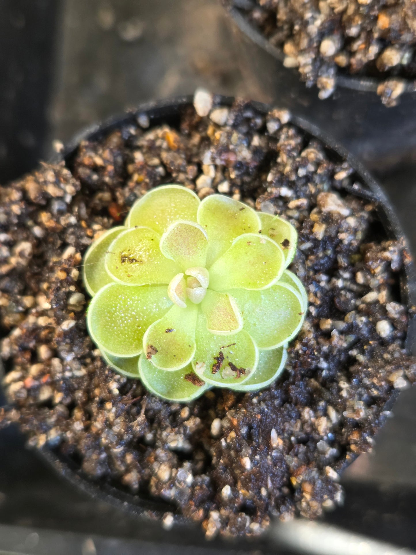 Pinguicula jaumavensis (Large)
