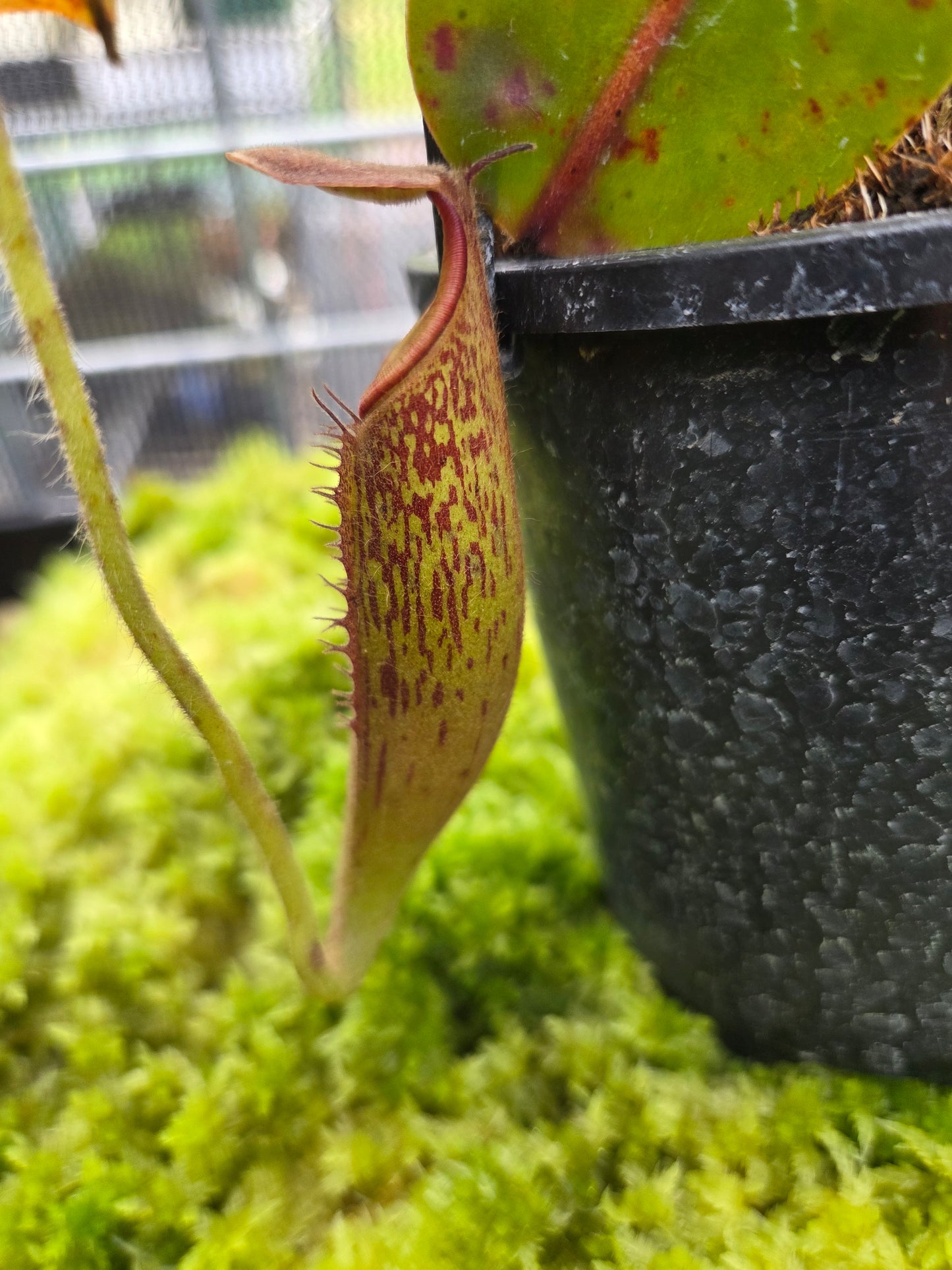 Nepenthes (maxima x glandulifera) x glandulifera