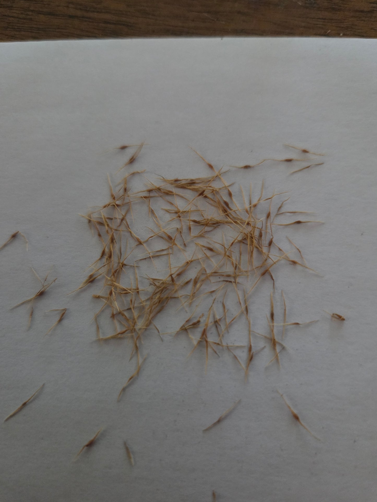 Nepenthes [(lowii x boschiana) x veitchii]
x (tiveyi x stenophylla)