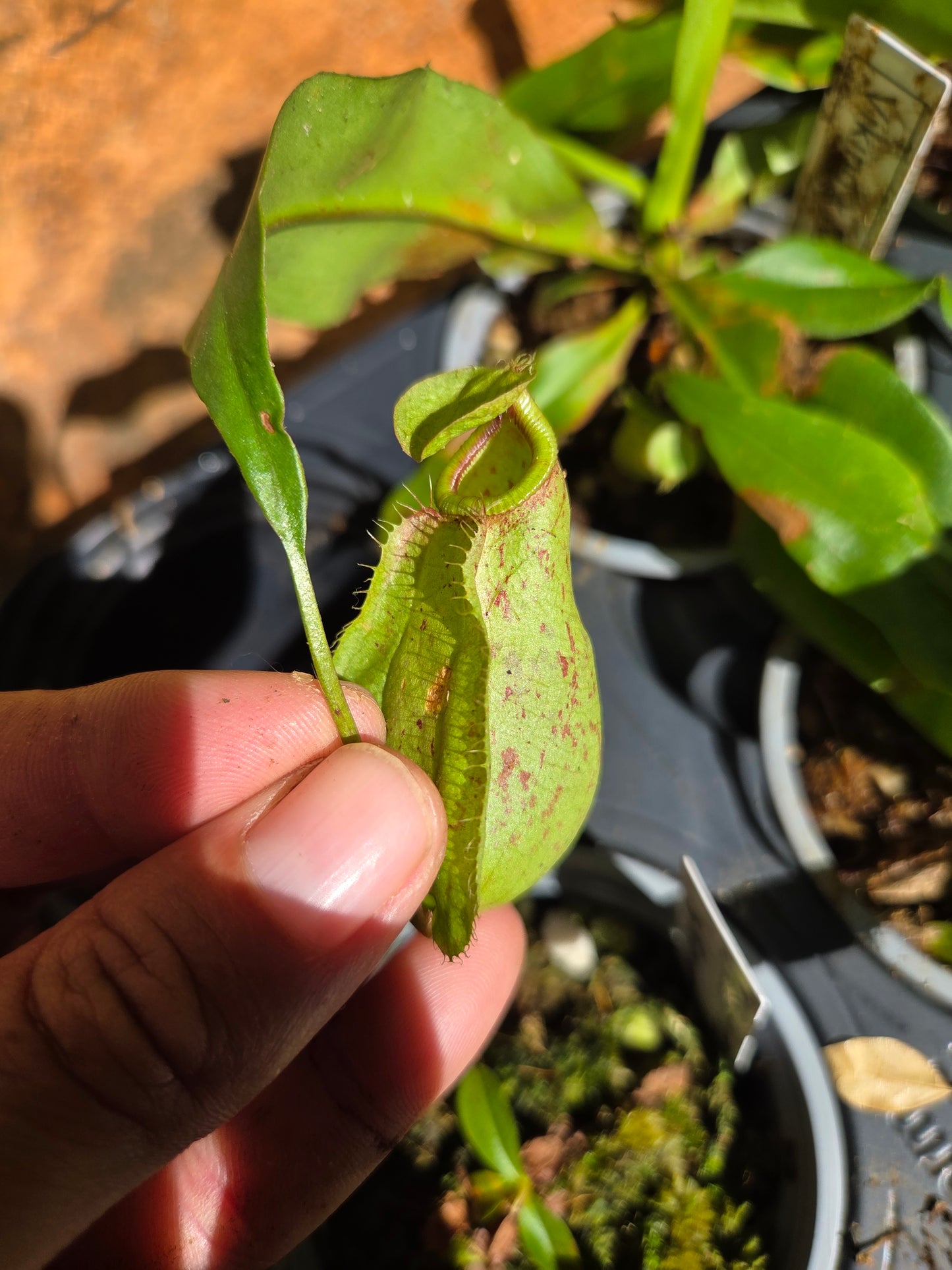 Nepenthes viking x rafflesiana