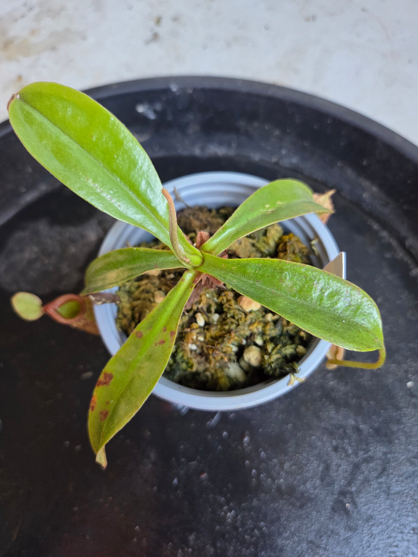 Nepenthes 'Hookeriana'