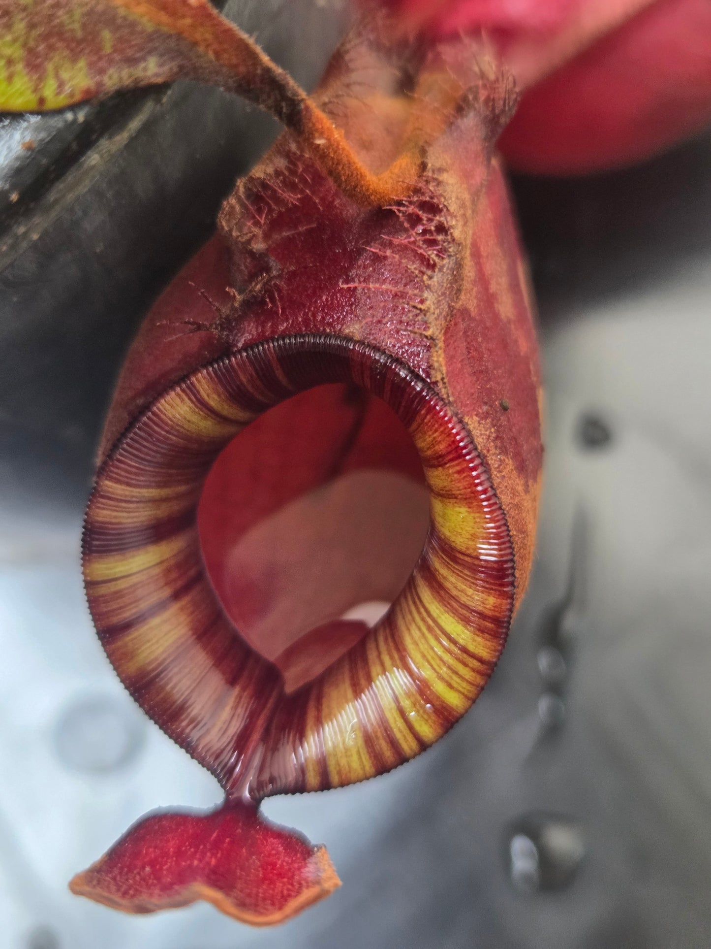Nepenthes viking x ampullaria 'Black Miracle' - Medium