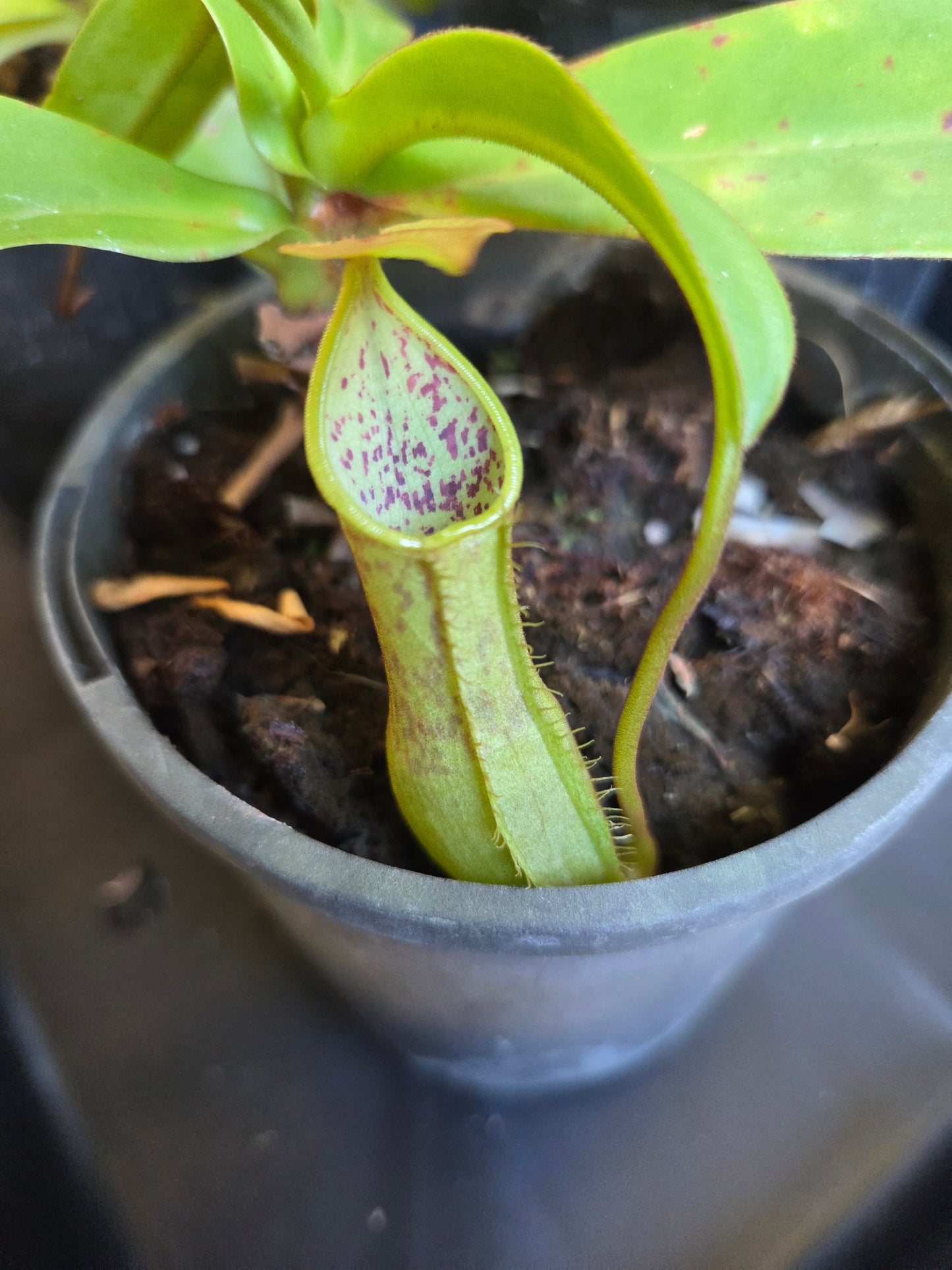 Nepenthes 'Louisa'
