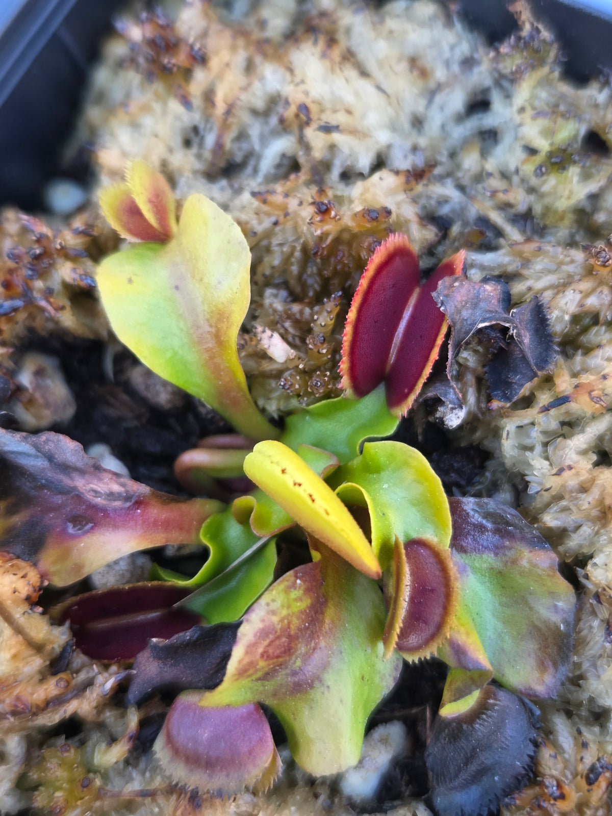 Dionaea muscipula "Bristletooth"