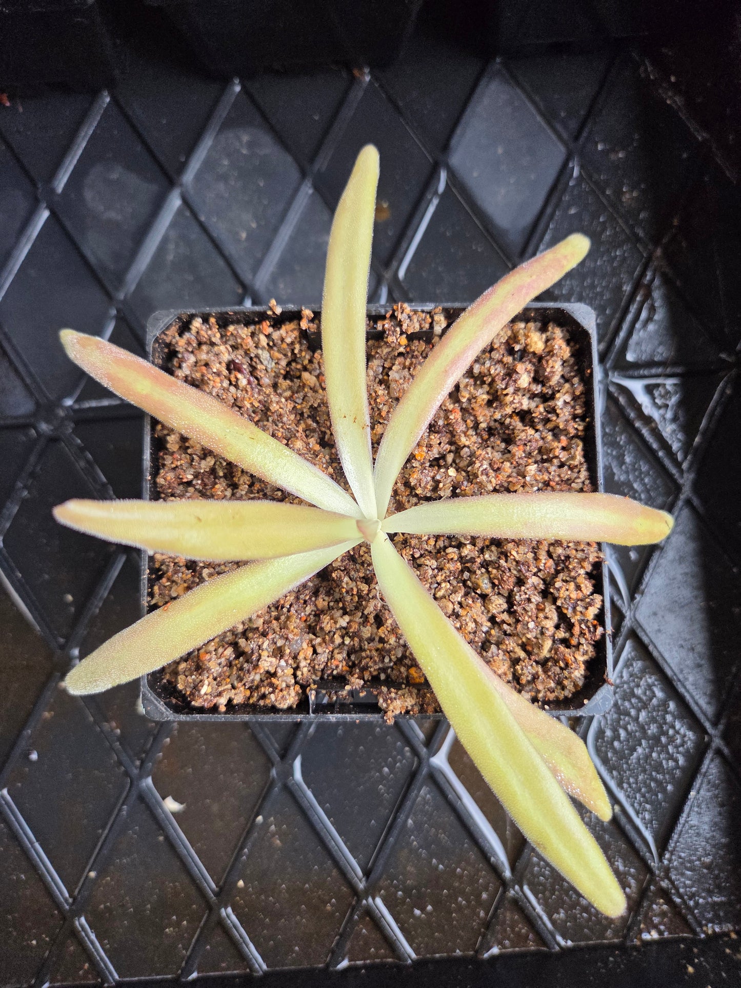 Pinguicula 'Aphrodite' (Small)