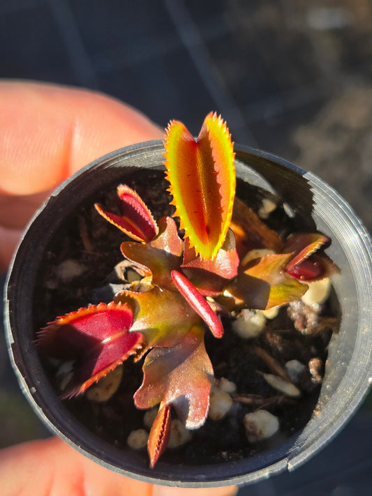Dionaea muscipula "Sharks Teeth Red"